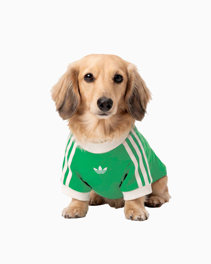 Outdoor accessories adidas Originals Cali Pet T-Shirt - KY8730